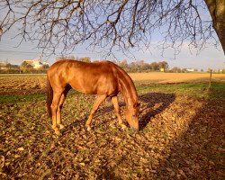 dressage horse Dondolo 179 (Hanoverian, 2015, from Destano)