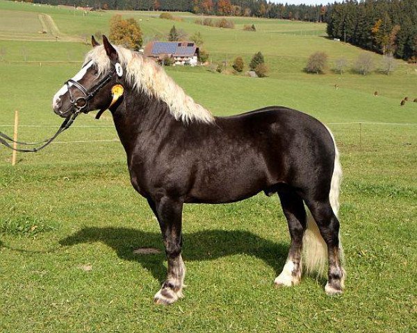 stallion Maitanz (Black Forest Horse, 2010, from LVV Modem)