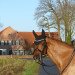 dressage horse Quäntchen Gold (Oldenburg, 2013, from Quaterback)