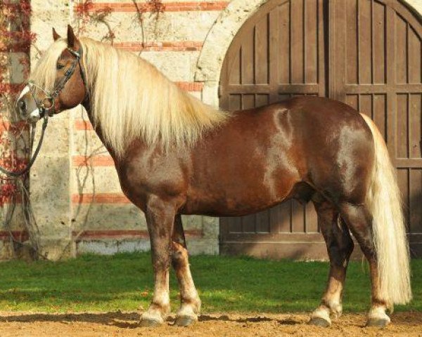 horse Malteser (Black Forest Horse, 2007, from Montan)