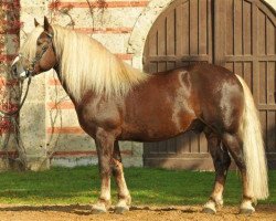 horse Malteser (Black Forest Horse, 2007, from Montan)