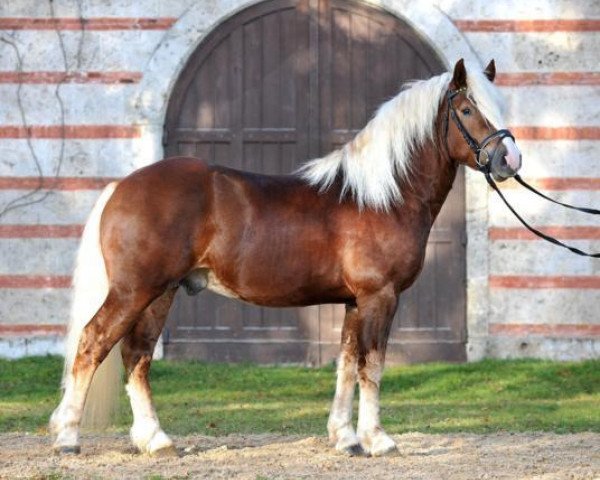 stallion Marcellus (Black Forest Horse, 2009, from Modus)