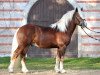 stallion Marcellus (Black Forest Horse, 2009, from Modus)