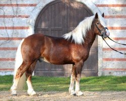 stallion Marcellus (Black Forest Horse, 2009, from Modus)