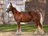 stallion Markward (Black Forest Horse, 2009, from LVV Modem)