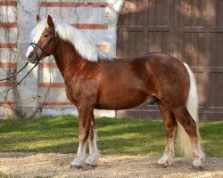 stallion Markward (Black Forest Horse, 2009, from LVV Modem)