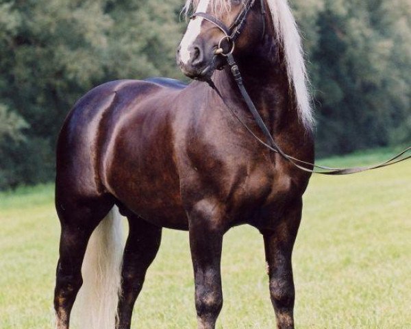 stallion Modus (Black Forest Horse, 1998, from Montan)