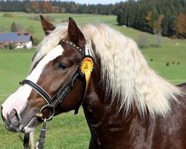 stallion Rossfest (Black Forest Horse, 2010, from Ravelsberg)