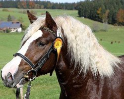 stallion Rossfest (Black Forest Horse, 2010, from Ravelsberg)