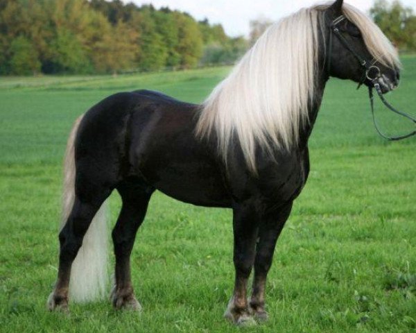 stallion Rubin (Black Forest Horse, 2004, from Ravel)