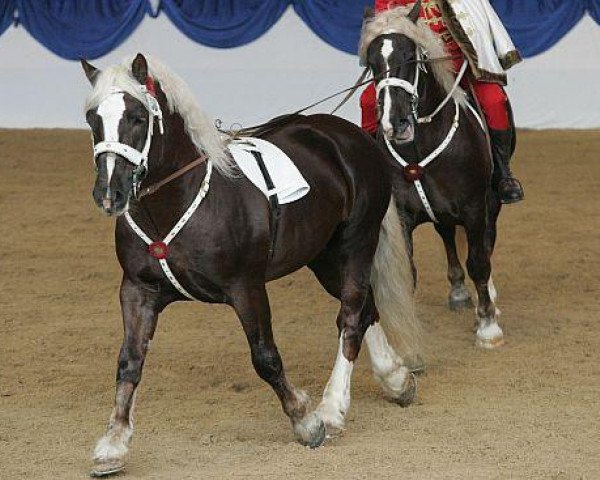 stallion Schachen (South German draft horse, 2005, from Samurai)