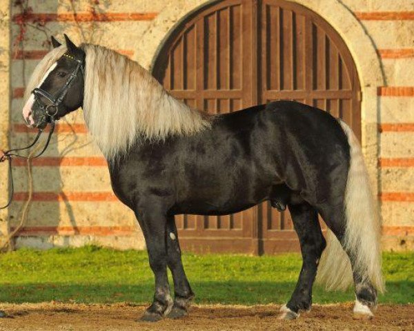 stallion Vento (Black Forest Horse, 2006, from Vogtsberg)