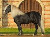 stallion Vento (Black Forest Horse, 2006, from Vogtsberg)