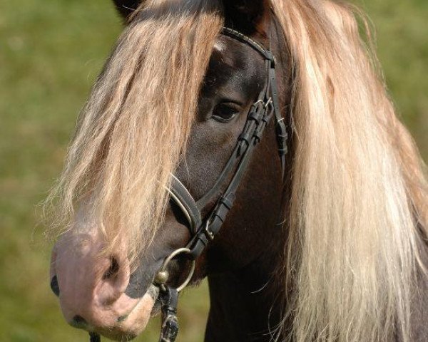 stallion Vogtsberg (Black Forest Horse, 1998, from Vinzens)