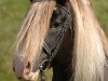 stallion Vogtsberg (Black Forest Horse, 1998, from Vinzens)