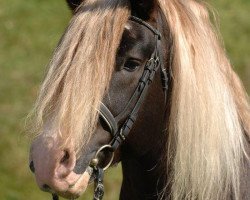 stallion Vogtsberg (Black Forest Horse, 1998, from Vinzens)