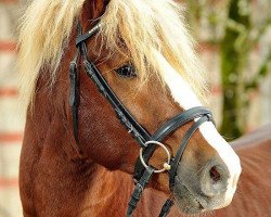 stallion Weissenbach (Black Forest Horse, 2010, from Wildhüter)