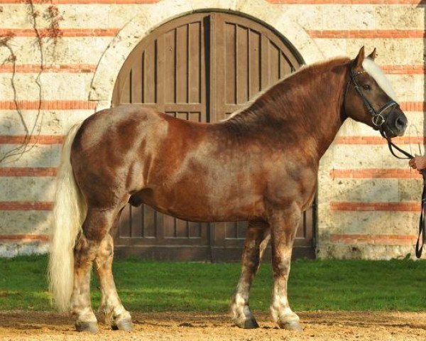 stallion Wilder Retter (Black Forest Horse, 2006, from Wilderer)