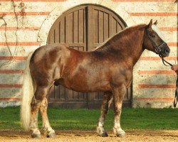 stallion Wilder Retter (Black Forest Horse, 2006, from Wilderer)