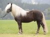 stallion Wildfuchs (Black Forest Horse, 2002, from Wilddieb)