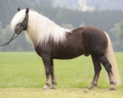 stallion Wildfuchs (Black Forest Horse, 2002, from Wilddieb)