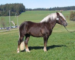 stallion Wildschütz (Black Forest Horse, 2009, from Wildhüter)