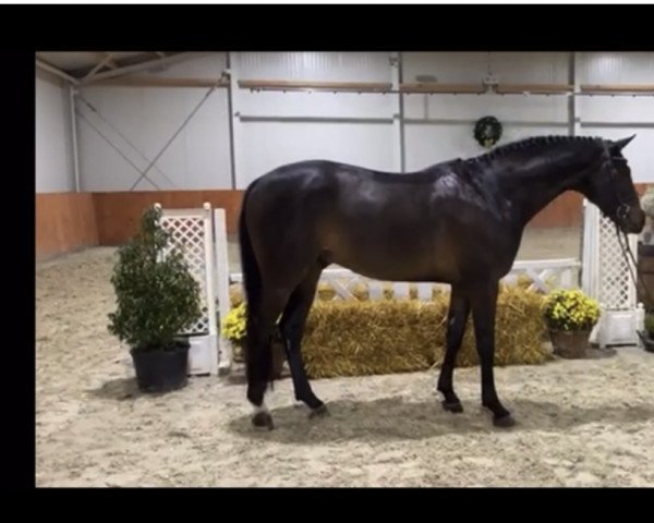 stallion Quintano One (Hanoverian, 2013, from Quinturo 2)