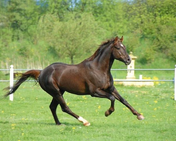stallion Phlox (Trakehner, 2005, from Waitaki 31)