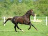 stallion Phlox (Trakehner, 2005, from Waitaki 31)