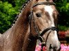 stallion Hope of Heaven (Trakehner, 2005, from Alaskatraum)