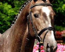 stallion Hope of Heaven (Trakehner, 2005, from Alaskatraum)