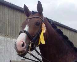 dressage horse Ernie D (Westfale, 2004, from Ehrentusch)