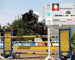 stallion Feuerwasser (Oldenburg show jumper, 2004, from Feuerwerk)