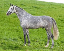 stallion Capo Cassione (Holsteiner, 2002, from Cassini I)