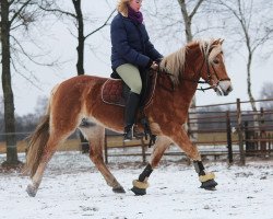 broodmare Steffanie STO (Haflinger, 2002, from El.H. /P.H Steinadler)