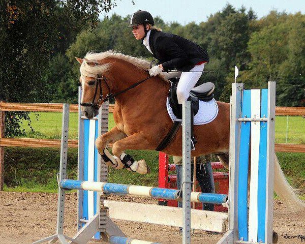 jumper Nivio (Haflinger, 2006, from Ninjo)