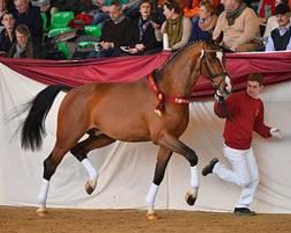 stallion Coronet d'Honneur (Bavarian, 2010, from Comme il Faut)