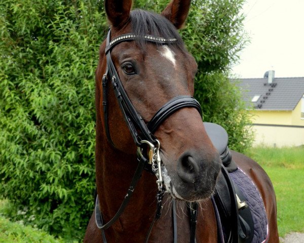dressage horse Escort 26 (Bavarian, 2004, from Entertainment)