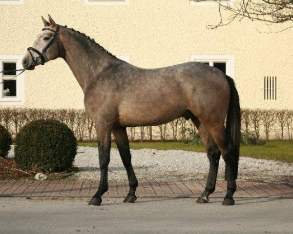stallion Quintana Roo (Holsteiner, 2009, from Quidam de Revel)