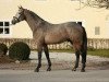 stallion Quintana Roo (Holsteiner, 2009, from Quidam de Revel)