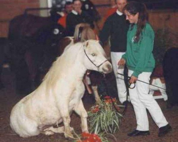 horse Pumpkin (Dt.Part-bred Shetland pony, 1999, from Pegasus von Moritzberg)