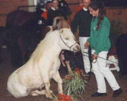 Pferd Pumpkin (Dt.Part-bred Shetland Pony, 1999, von Pegasus von Moritzberg)