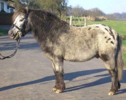 stallion Falke (Dt.Part-bred Shetland pony, 1986, from Flanell)