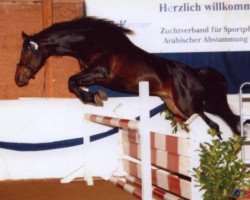 horse KS Odenko (Shagya Arabian, 2002, from Tatianus)