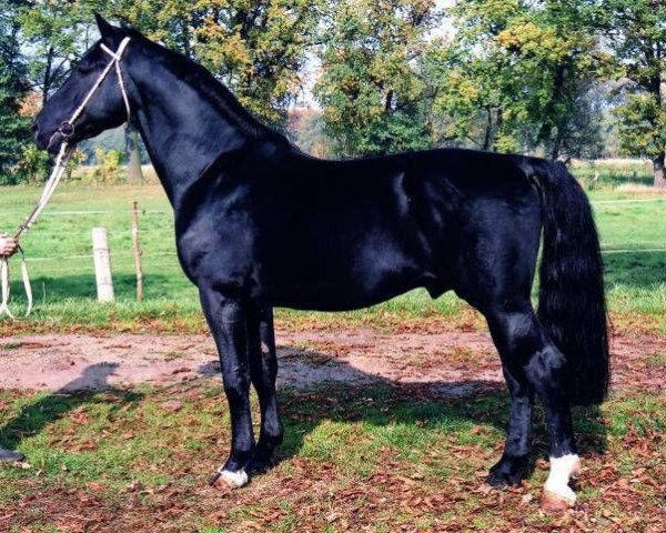stallion Enzio (Heavy Warmblood, 1997, from Enzian)