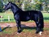 stallion Enzio (Heavy Warmblood, 1997, from Enzian 1424)