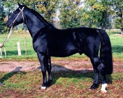 stallion Enzio (Heavy Warmblood, 1997, from Enzian 1424)