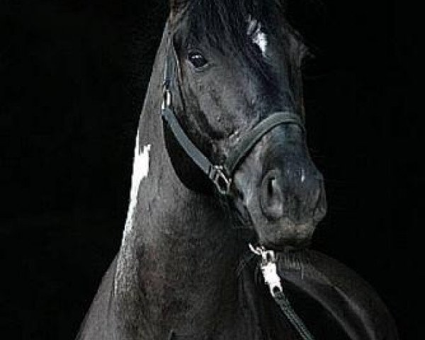 stallion Taffy's Capitano (Pinto / Small Riding Horse, 2000, from Taffy's Snowdown)