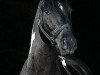 stallion Taffy's Capitano (Pinto / Small Riding Horse, 2000, from Taffy's Snowdown)