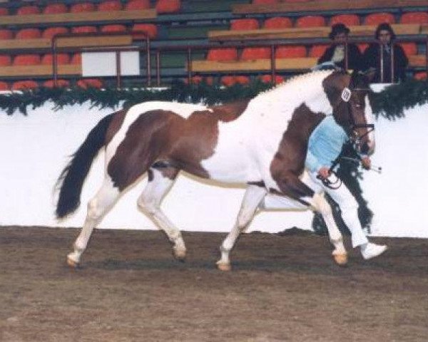 stallion Sahin (Pinto / Small Riding Horse, 1995, from Sambuco B)